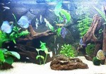 aquarios-e-peixes-av-faria-lima-1355757915