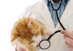 clinicas-veterinarias-av-faria-lima-1355758364
