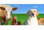 produtos-veterinarios-av-faria-lima-1355758687