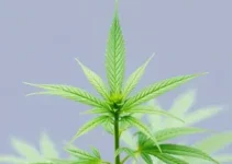 cannabis medicinal
