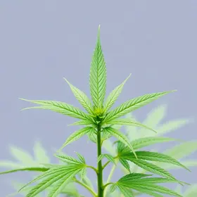 cannabis medicinal